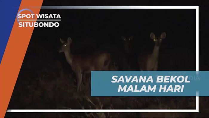 Menjelajah Safari Malam di Savana Bekol Situbondo yang Penuh Kejutan  
