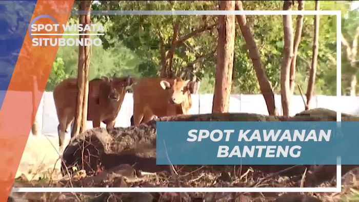 Mengamati Kawanan Banteng di Taman Nasional Baluran Situbondo  