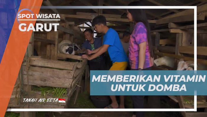 Memberi Makan dan Merawat Domba Garut agar Sehat di Garut  