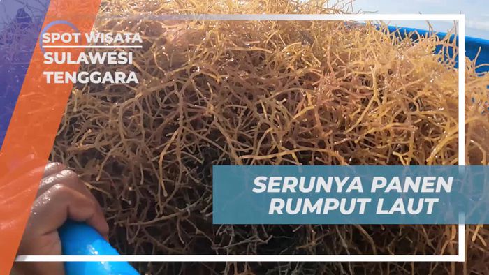 Mengikuti Keseruan Panen Rumput Laut Bersama Warga di Sulawesi Tenggara 