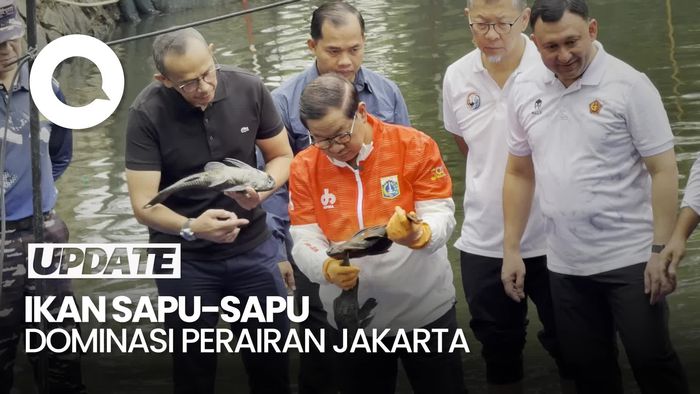 Video Pramono: Ikan Sapu-sapu Dominasi Perairan Jakarta, Populasi Sudah 60%