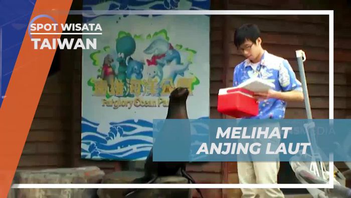 Melihat Interaksi Menggemaskan dengan Anjing Laut di Farglory Ocean Park, Taiwan  