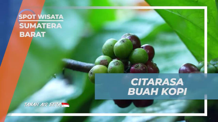 Cicipi Rasa Manis Buah Kopi saat Menanam di Sumatera Barat