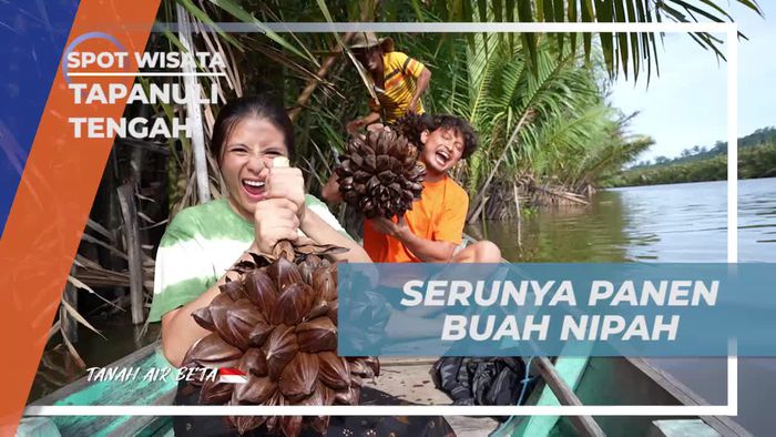 Menikmati Keseruan Memanen Buah Nipah di Tapanuli Tengah
