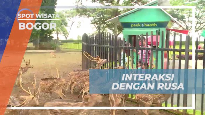 Berinteraksi dan Memberi Makan Rusa di R Hotel Rancamaya, Bogor