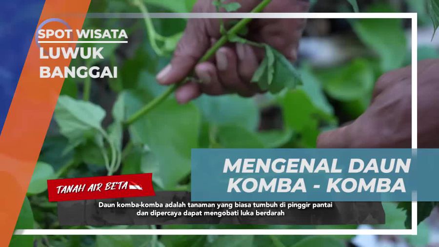 Mengenal Daun Komba-Komba di Luwuk Banggai