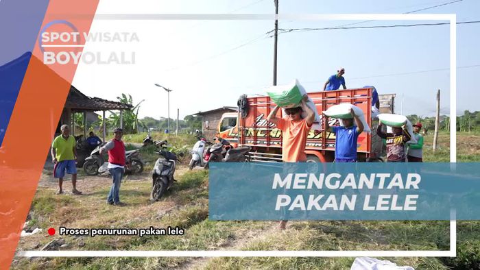 Mengantar Pakan Lele ke Berbagai Kolam di Boyolali