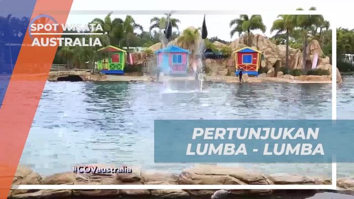 Menyaksikan Pertunjukan Lumba-Lumba Seru di Australia