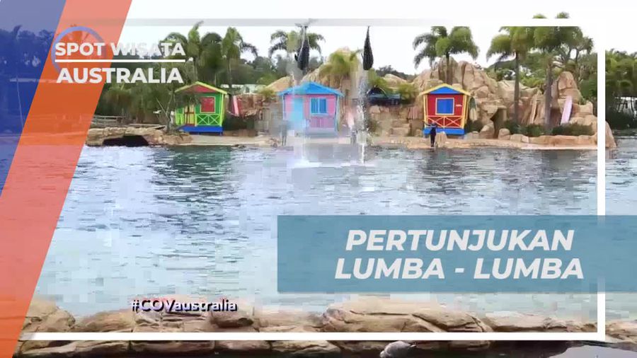 Menyaksikan Pertunjukan Lumba-Lumba Seru di Australia
