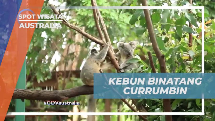 Mengunjungi Kebun Binatang dan Bertemu Koala di Australia