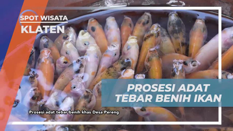 Mengikuti Prosesi Adat Tebar Benih Ikan di Klaten