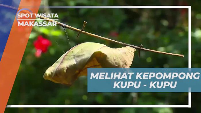 Menyaksikan Proses Metamorfosis Kupu-Kupu di Makassar