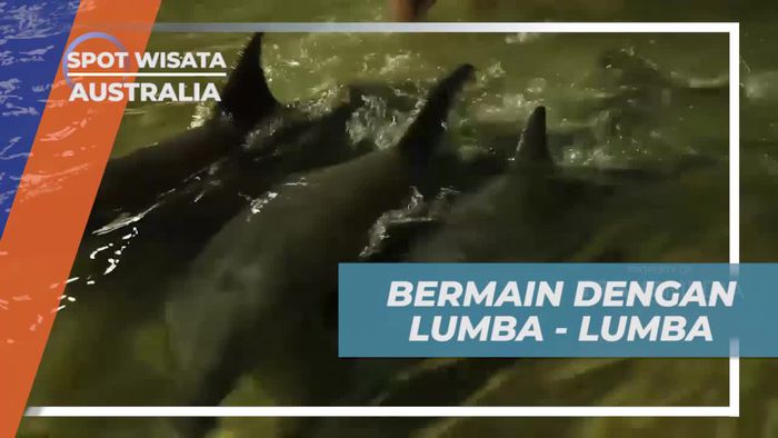 Bermain dan Memberi Makan Lumba-Lumba di Australia