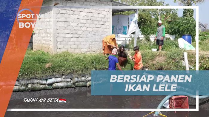 Bersiap Memanen Ikan Lele di Boyolali