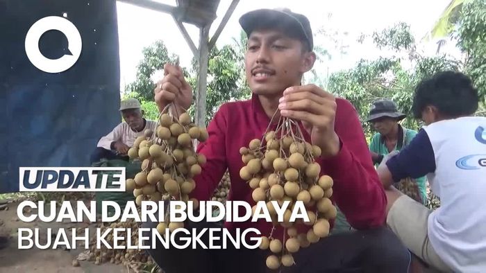 Video: Cuan Ratusan Juta Rupiah dari Manisnya Budidaya Buah Kelengkeng