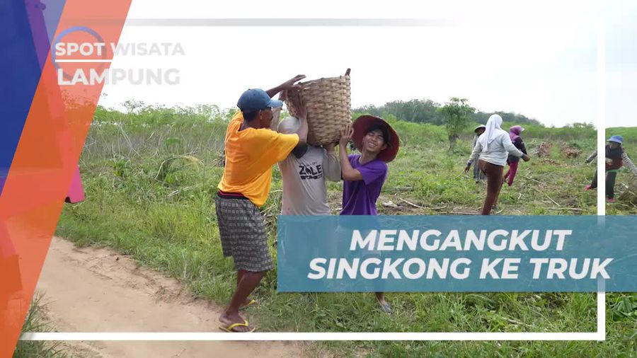 Mengangkut Hasil Panen Singkong Bersama Warga Lampung