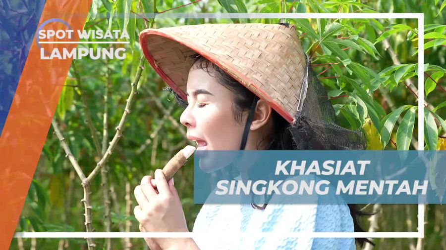 Mengupas Manfaat Singkong Mentah di Desa Umbul Raman Lampung