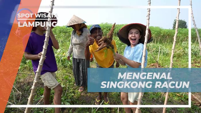 Mengenal Jenis Singkong Racun di Ladang Singkong Lampung