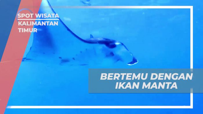 Berenang Bersama Ikan Manta di Perairan Derawan Kalimantan Timur
