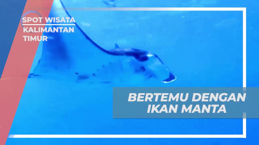 Berenang Bersama Ikan Manta di Perairan Derawan Kalimantan Timur