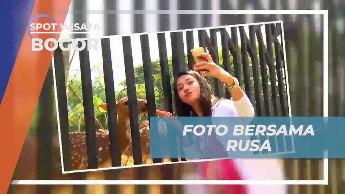 Berinteraksi dan Berfoto Bersama Rusa di Rancamaya, Bogor