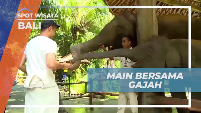 Memberi Makan Gajah di Bali dan Merasakan Keasyikannya