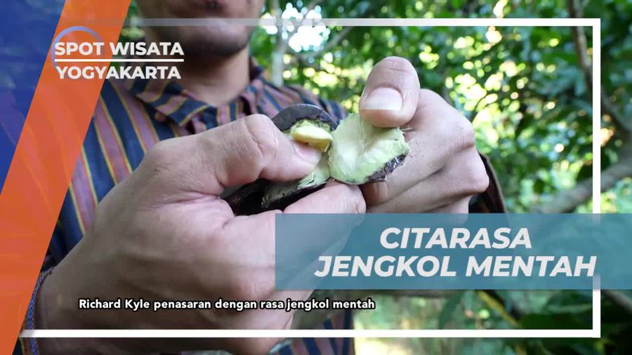 Mencicipi Citarasa Jengkol Mentah di Desa Gunungkidul, Yogyakarta