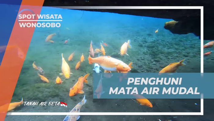 Mengenal Penghuni Mata Air Mudal, Wonosobo