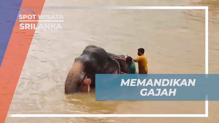 Memandikan Gajah di Tempat Penampungan Sri Lanka