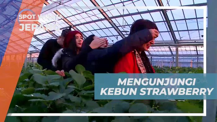 Mengunjungi Kebun Strawberry Segar di Wakayama