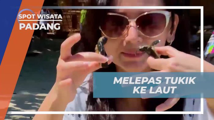 Melepaskan Tukik ke Laut untuk Melestarikan Penyu di Swarnadwipa, Padang