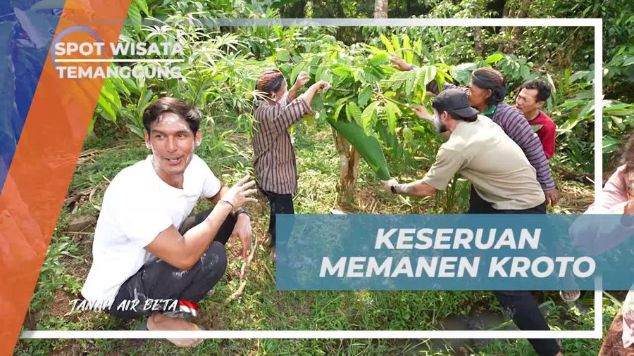 Merasakan Keseruan Memanen Kroto di Desa Gunungpayung, Temanggung