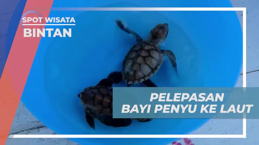Melepas Bayi Penyu ke Laut di Pantai Bintan