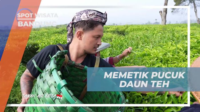 Memetik Pucuk Daun Teh Segar di Bandung