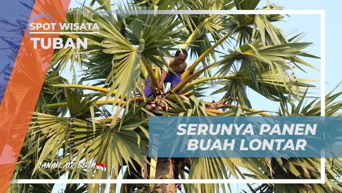 Serunya Memanen Buah Lontar di Tuban