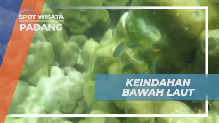 Menjelajahi Keindahan Bawah Laut di Pulau Cubadak, Padang