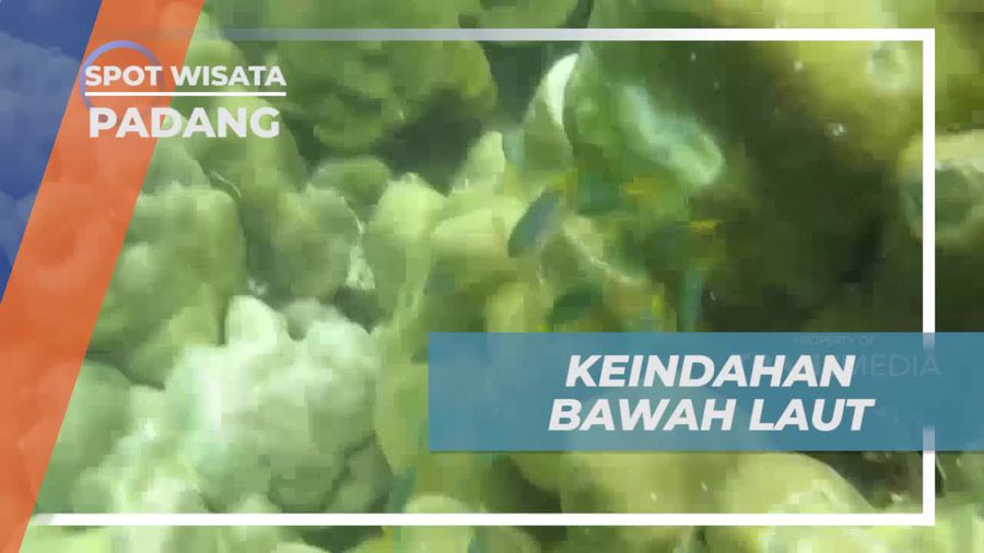 Menjelajahi Keindahan Bawah Laut di Pulau Cubadak, Padang