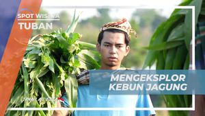 Mengeksplorasi Kebun Jagung di Tuban