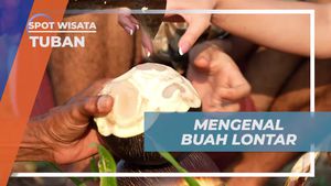 Mengenal Manfaat Buah Lontar di Tuban