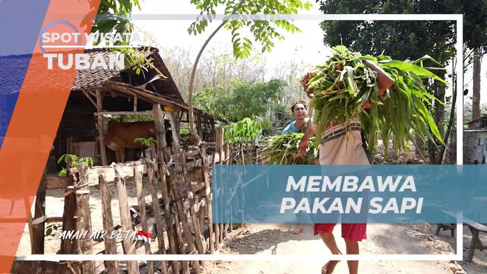 Menggendong Daun Jagung yang Baru Dipetik di Tuban