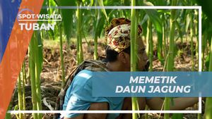Memetik Daun Jagung untuk Pakan Sapi di Tuban