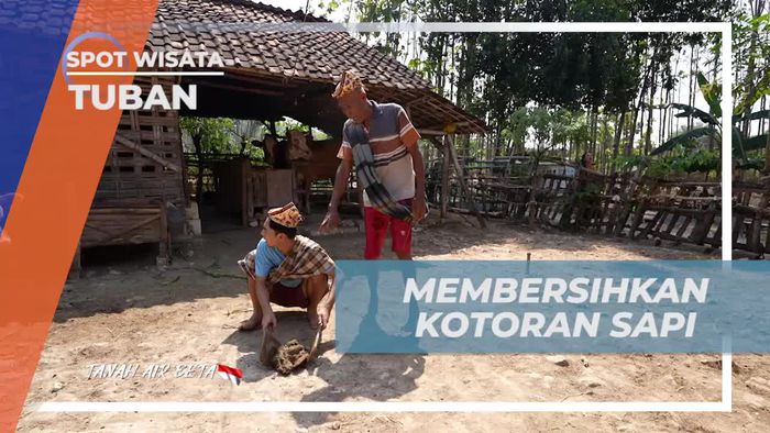 Membersihkan Kotoran Sapi Bersama Warga di Tuban