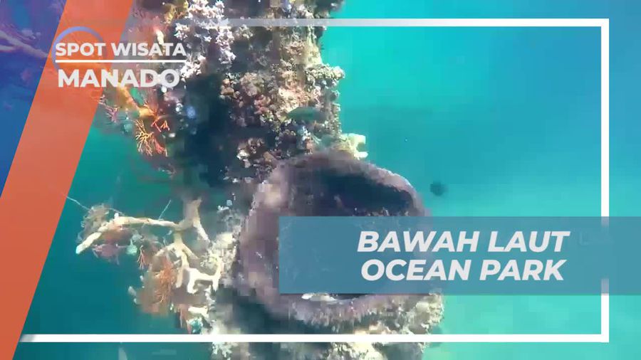 Snorkeling Menikmati Keindahan Bawah Laut Ocean Park, Manado