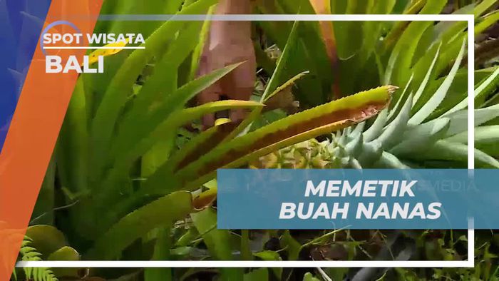 Memetik Buah Nanas Segar di Kebun Ubud, Bali
