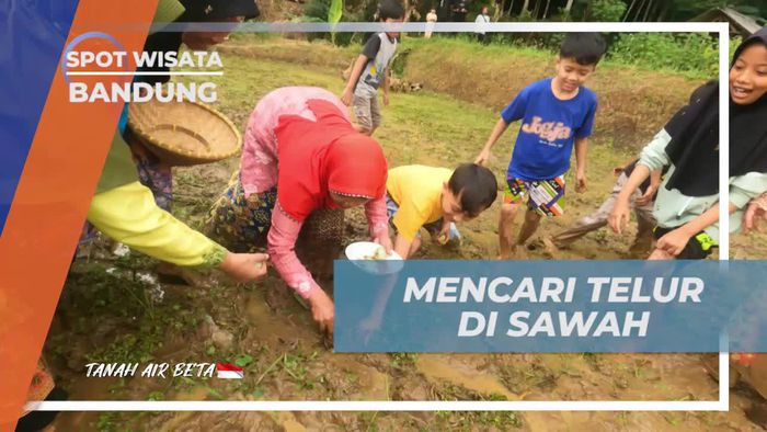 Mencari Telur Itik di Persawahan Desa Lamajang, Bandung