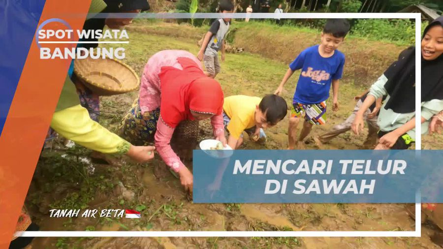 Mencari Telur Itik di Persawahan Desa Lamajang, Bandung