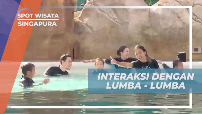 Bermain Bersama Lumba-Lumba di Dolphin Island, Singapura