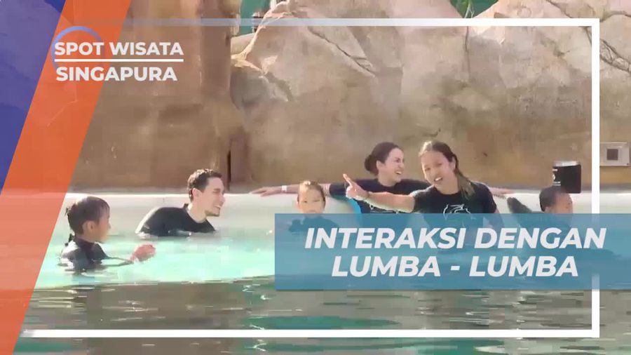 Bermain Bersama Lumba-Lumba di Dolphin Island, Singapura