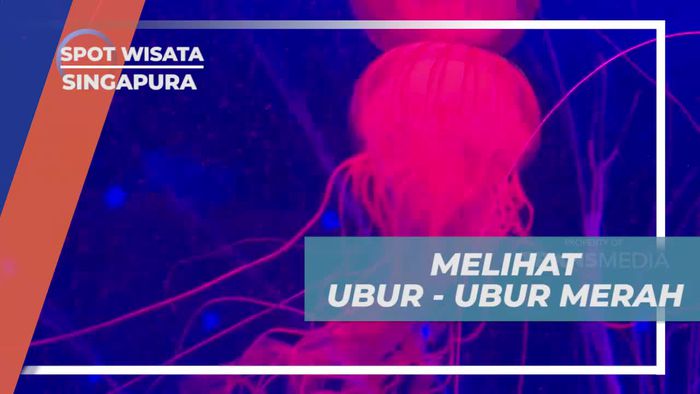 Mengamati Ubur-Ubur Merah di Sea Aquarium, Singapura