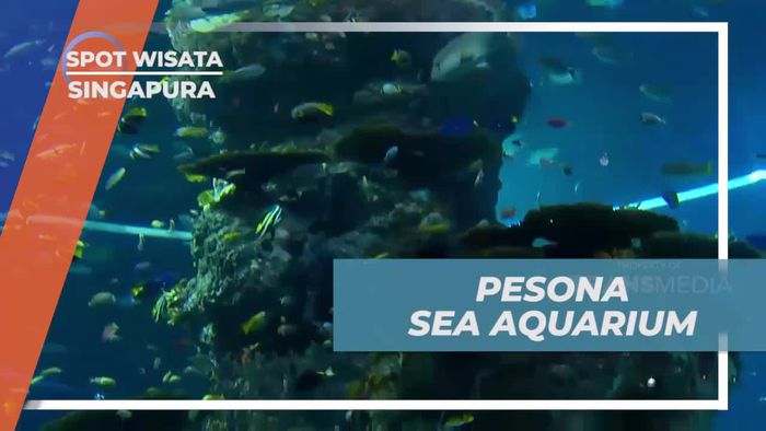 Menjelajahi Keindahan Sea Aquarium, Singapura